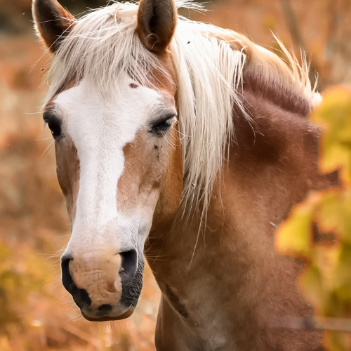 Horse in fall foliage