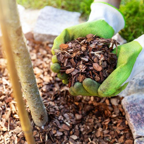 Hands holding mulch