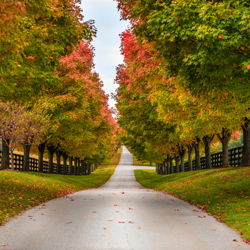 Backroad during the fall