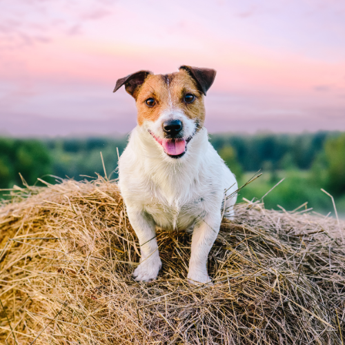 Dog laying on a hay bale