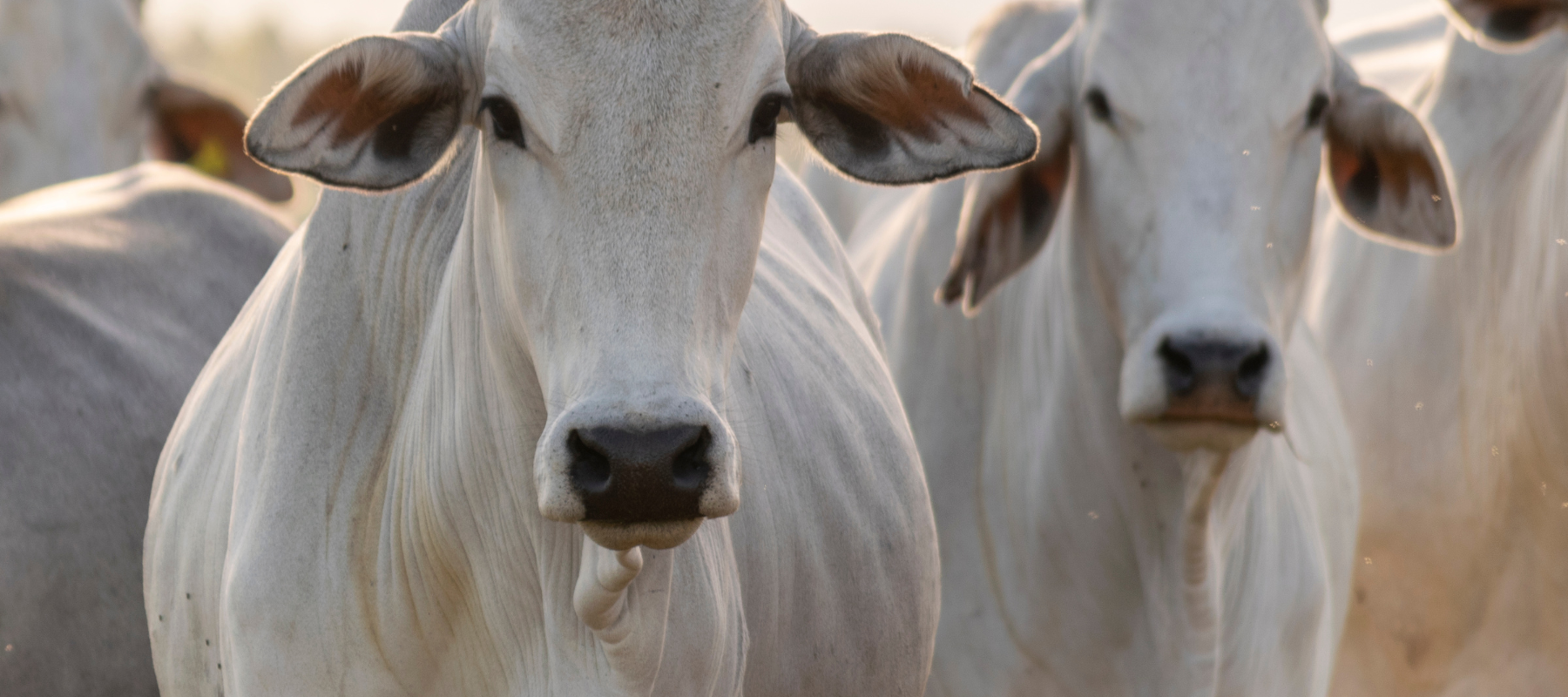 Cows in a pasture